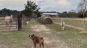 The BABIES HAVE ESCAPED! Poor Jami- it's not her typical "Suit to Boots" mostly because in todays video, she had no time to get out of her work attire. The babies are on the loose as she gets home and the struggle of gathering them all back up is not an easy task. She handled it like a pro and I'm so proud of her. On a side-note.... Everyone is blaming Ringo for the meyhem that unfolded here today. I have a different theory. I'm curious what you think. | Ima Survivor Donkey and Farm Animal Sanct