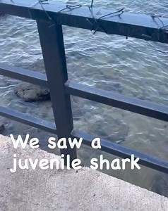 🦈💙 Video by @alunancoralproject #savesharks #sharkconservation #JuvenileShark #sharks #sharklover #shark | Shark Lovers