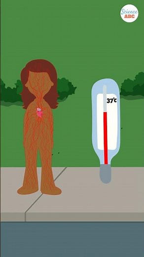 How Do Humans Maintain a Constant Body Temperature?