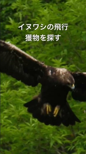 イヌワシの飛行、ジネンの探餌 #イヌワシ #伊吹山 #野生動物