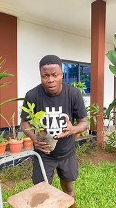 13K views · 297 reactions | Le fruit miracle Synsepalum dulcificum vous permet de moins consommer du sucre. #Fruit #Miraculeux #Sisrè | Agriculteurs Modernes | Facebook