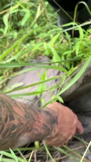 Finding SNAKES Under Rocks