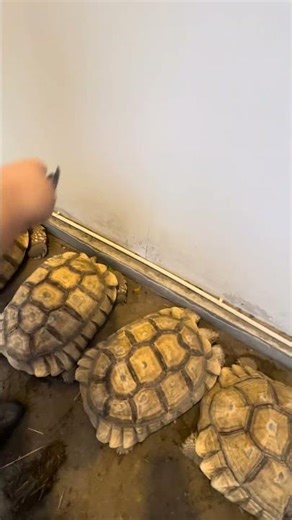 ให้อาหารเต่า🐢🐢แต่เต่าไม่กินเต่าหันหน้าหนี เต่าอิ่มแล้ว😅