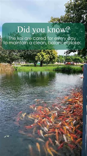 Nuvali’s koi are cared for every day by dedicated teams who help keep the lake clean and thriving. Their presence doesn’t just bring beauty to the waters, it helps maintain balance in Nuvali’s natural ecosystem. 🌿💧 #NuvaliPH #RisingSouth #AyalaLandEstates | Nuvali