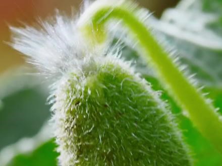 第三十九集‖喷瓜、凤仙花、龙脑香树，脾气暴躁，一碰就爆。#植物科普 #动物世界 #喷瓜