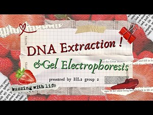 DIY DNA Extraction and Gel Electrophoresis | G2 HL2 25/26