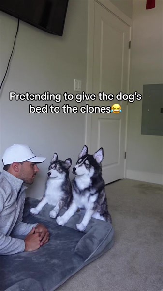 785K views · 10K reactions | FULL VERSION ON OUR YOUTUBE! I think Blue is over them #huskiesoftiktok #huskylove #dogsoftiktokviral #huskylovers #doglover #doglife #dogvideo #talkingdog #dogsoftikok #husky  Barbie World (with Aqua) [From Barbie The Album] [Extended] -... | Imbluethehusky | Facebook