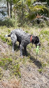 Catfish marks his territory in more ways than one. | Python Cowboy Hunts