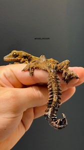 Ever heard of a FLYING GECKO before , these geckos jump from tree to tree while spreading their legs and deploying their wings to maximise their surface area allowing them to glide through the air 🤯🔥🔥 #flyinggecko #geckosofinstagram #geckophotography #rarereptiles #didyouknow #wildlife #dragon #reptilesofinstagram #gecko #viral #fyp #reels | Karimwildlife