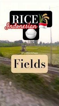 Rice Fields in Central Java 🇮🇩