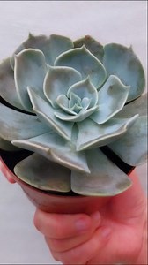 Beautiful Echeveria Succulent 💚 #echeveria #succulents #beauty #photography #reels | Decor & Beauty