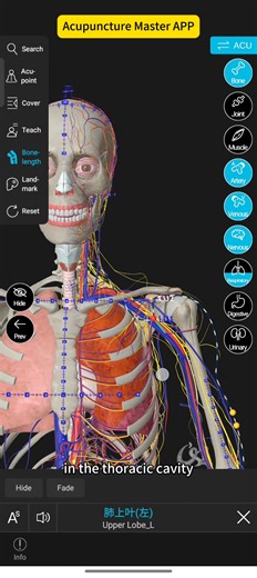 Experiencing chest tightness and shortness of breath? Try pressing this "switch for the lungs"—the Zhongfu acupoint. Acupuncture Master APP Available for download on Google Play and the Apple App Store.#acupuncture #learnontiktok #wellnesstok #3danimation #tcmtips #BladderMeridian #energyhealing #meridian #meridianhealth #tcm #LungHealth #NaturalRemedy | Acupuncture Master APP