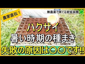 【白菜栽培】種まきは早すぎも遅すぎもダメ！苗作りのコツ【有機農家直伝！無農薬で育てる家庭菜園】 24/8/24