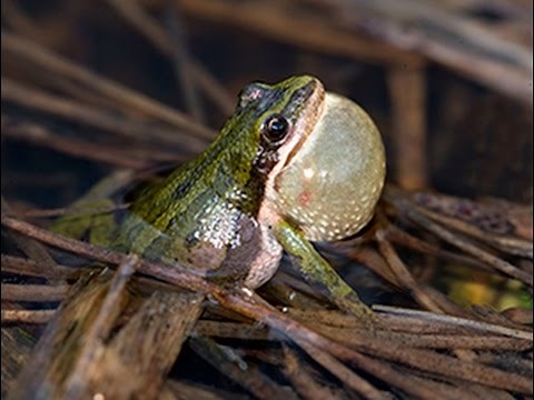 Boreal chorus frogs calling their little hearts out.