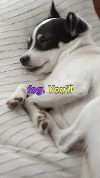 Expensive Probiotics Are Obsolete. This Seed Changed Everything