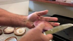 If you ever find yourself in the enviable position of shucking a fresh scallop... here’s how the experts do it! Peter McGowan fishes out of Geraldton in WA and is trialling a new market of delivering fresh Abrolhos scallops to restaurants. | ABC Midwest and Wheatbelt