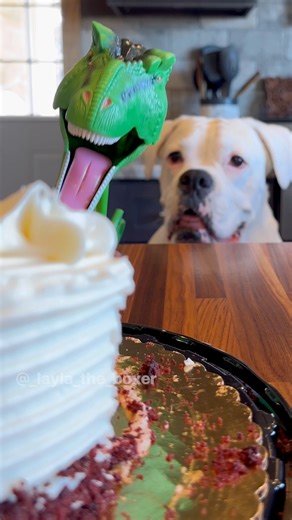 A successful cake heist 🤓 #dogskit #doghumor #cakeheist #funny #dogs #funnydogs #funnyskit | Layla the Boxer