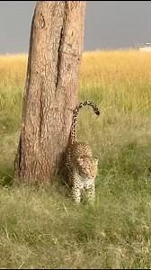 Gorgeous Leopard Marking Territory #wildlife #leopard #bk | Wildest Kruger Sightings