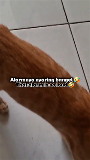 Alarm pagi dari Luna 😂 (Luna, my morning alarm 😂)