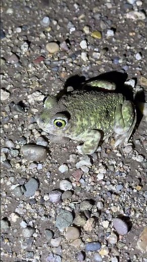 Spade footed toad, New Mexico’s state amphibian