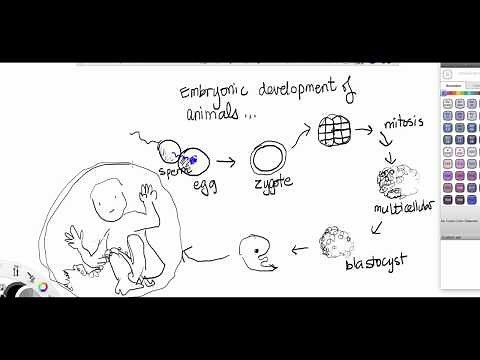 protostomes vs deuterostomes