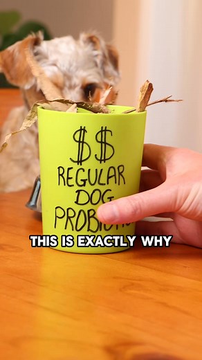 18K views · 357 reactions | Mighty Munch Probiotics are crafted in Australia with no hidden preservatives, fillers, or chemicals. Just high-quality, effective ingredients to support your dog’s digestion, immunity, and overall health. Join the Mighty Munch mission today! Shop online today & save. | Mighty Munch | Facebook