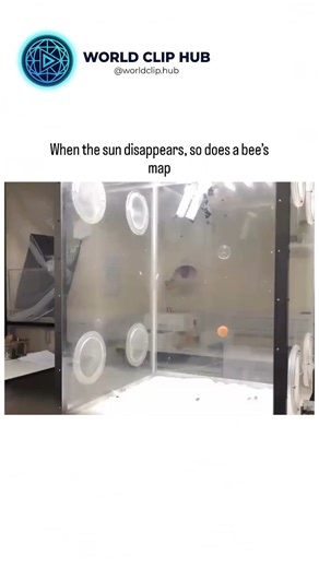 WORLD CLIP HUB on Instagram: "Bees don’t fly in the dark because their world is built around sunlight. Their compound eyes are finely tuned for bright conditions, picking up color, motion, and contrast with incredible precision during the day — but in low light, that system fails them. Bees navigate by tracking the sun’s position and reading polarized light patterns in the sky, a natural compass that simply disappears after sunset. Flying at night would mean higher chances of getting lost, crash