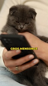 Si les chats pouvaient parler, ils nous diraient probablement ce qu'ils endurent. Mais ils ne parlent pas. Et surtout, ils ne montrent rien. Leur instinct les en empêche | Santé-Chat.com