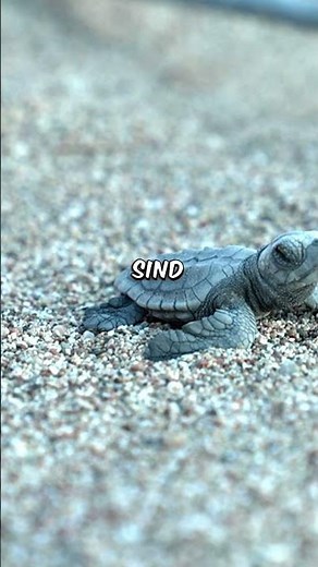 Faszinierende Fakten über Meeresschildkröten 🌊🐢 – Wusstest du das?