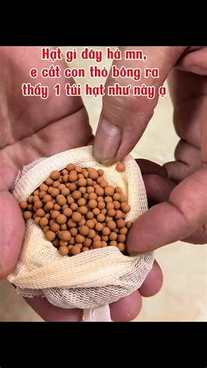 Mẹ Tỏi trên TikTok