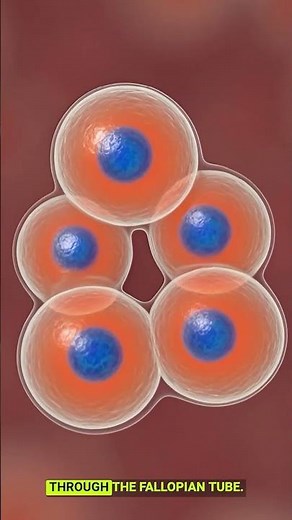 How an Embryo Is Formed | Human Fertilization 3D Animation Explained