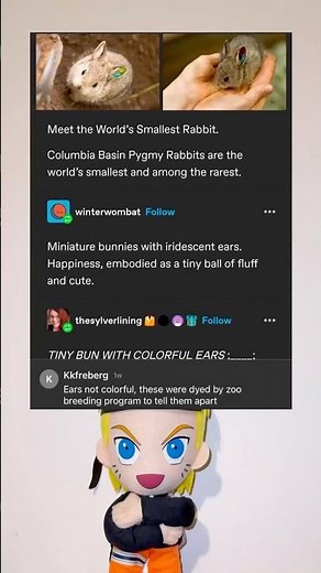 Columbia basin pygmy rabbits are the worlds smallest and among the rarest.