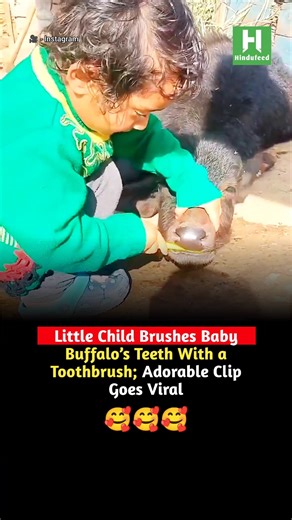 Little Child Brushes Baby Buffalo’s Teeth With a Toothbrush; Adorable Clip Goes Viral