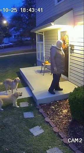 STOP Ignoring Your Pet's Instincts - Learn from This CCTV Footage