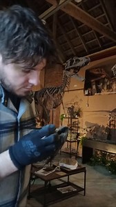 1.9K views · 533 reactions | Painting a baby Diplodocus in the studio. I'm currently working on a full skeleton for a museum! More details to follow. #diplodocus #wyoming #hellcreek #cretaceous #jurassic #triassic #fossil #dinosaur #dinosaurs #skeleton #skull #artist #sculpture #sculptor #velociraptor #museum #smallbusinessowners #paleontology #paleontologist #replica #trex #jurassicpark #jurassicworld #prehistoricplanet #reptiles #naturalhistorymuseum | Dinosaur Skeletons | Facebook