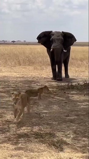 Who is the king of the jungle, the elephant or the lion? Welcome to African Safari Guide. 🦁🌍