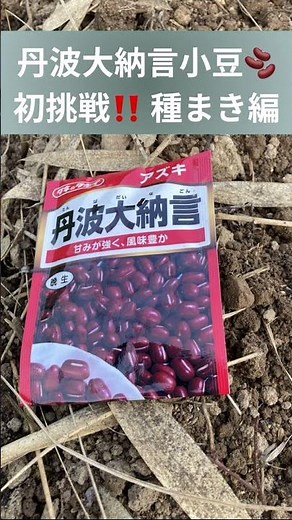 丹波大納言小豆🫘初挑戦‼️種まき編 #丹波大納言小豆栽培 #種まき #ベタ掛け #無農薬 #初挑戦