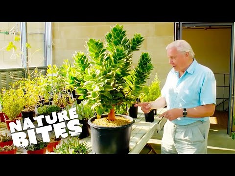 Unveiling Kew Gardens' Incredible Seed Collection with David Attenborough | Nature Bites
