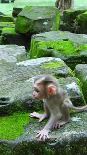 2.6K views · 112 reactions | Sweet & Adorable Baby Lynx! | Love Monkey | Facebook