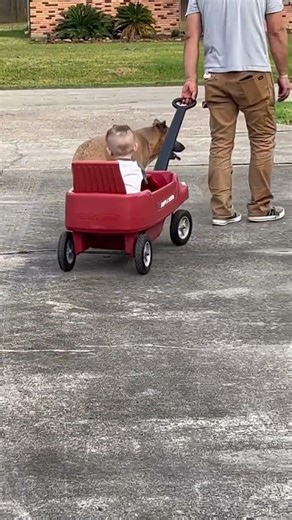 Best sight ever!! Trimble is feeling much better!! Hanging out with his puppy! Thank you for all the