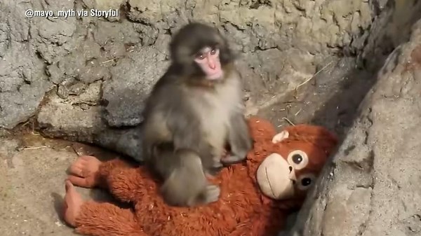 Video The internet’s favorite monkey continues capturing hearts