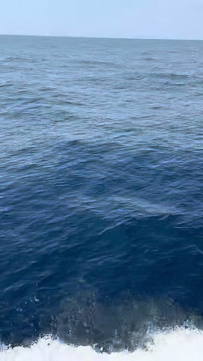 Exciting Blue Marlin Release at Big Rock Tournament
