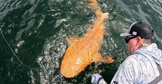 Fishermen Pulled In an Orange Shark Off Costa Rica: ‘My God, What Is This?’