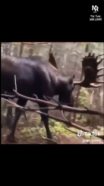 Moose deer, Thanks for follow and like 🙏#fyp #foryou #animal #biganimals #moose #deer