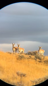 @tanneroutdoors bringing home the bacon today! So much fun with Tanner and @sassymamaonthefly #pronghorn #hornady #antelope #family #goodtimes #groceries #meateater @hornadymfg @gaprecision | Cody Owen Grubbs