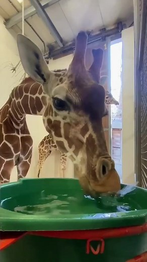 Giraffe Drinking Water - A Fascinating Sight!