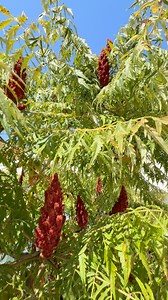 ეს ხე არის სუმახი (Rhus typhina), რომელსაც ხშირად „ვენახის სუმახს“ ან „ველურ სუმახს“ ეძახიან. 🍀დიდი, მძლავრი, ხუჭუჭა ნაკვთებიანი ფოთლები, რომლებიც შემოდგომაზე წითლად ყვავიან. 🌿დეკორატიულია, ხშირად სადეკორაციოდ რგავენ. 🌱მისი ხილის ფხვნილი გამოიყენება როგორც სანელებელი (საუბრებში „სუმახი“).. | Mayarea Garden Care