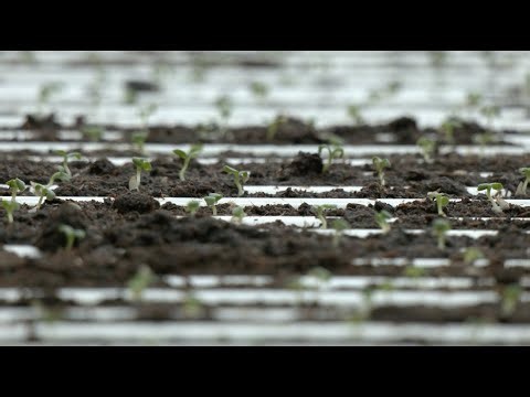 BrightFarms Greenhouse in Macon: High-Tech Farming Brings Fresher Greens to the Southeast