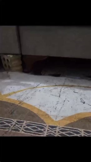 IRAQI BANTZ on Instagram: "Iraq is a country in Western Asia with a rich and complex history that stretches back thousands of years, often called the “cradle of civilisation” because it was home to ancient Mesopotamia, where writing, law, and early urban societies first emerged. Located at the crossroads of the Middle East, Iraq shares borders with Turkey, Iran, Kuwait, Saudi Arabia, Jordan, and Syria, and it has a small coastline along the Persian Gulf. Its two great rivers, the Tigris and the 