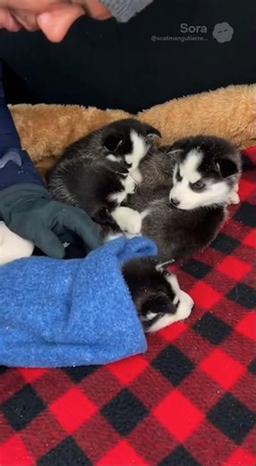 We Saved These Husky Puppies Just in Time ❄️🥺 #PuppyRescue #AnimalLovers #Wholesome